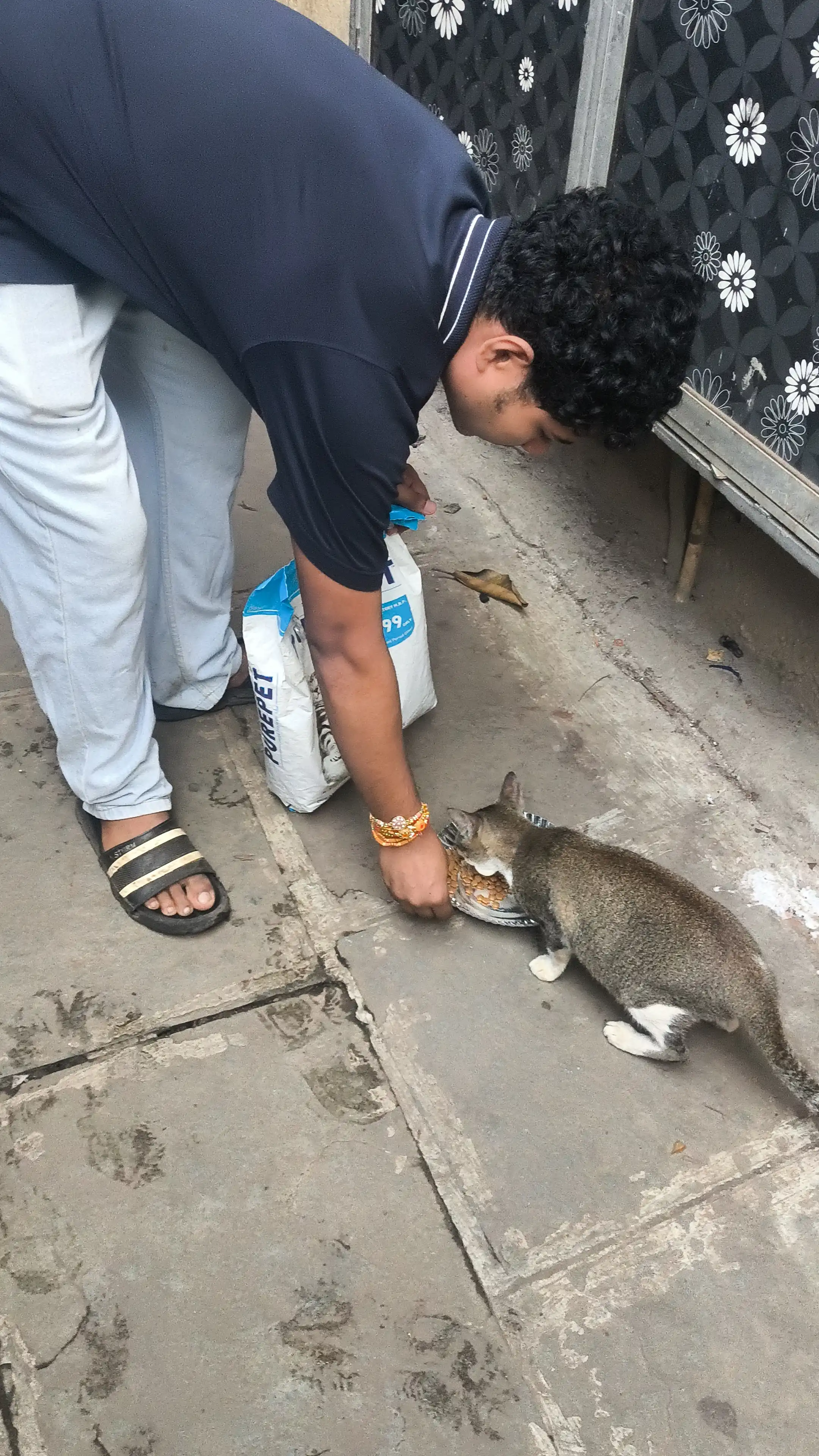 Stray Cat Feeding & Neighborhood Care
